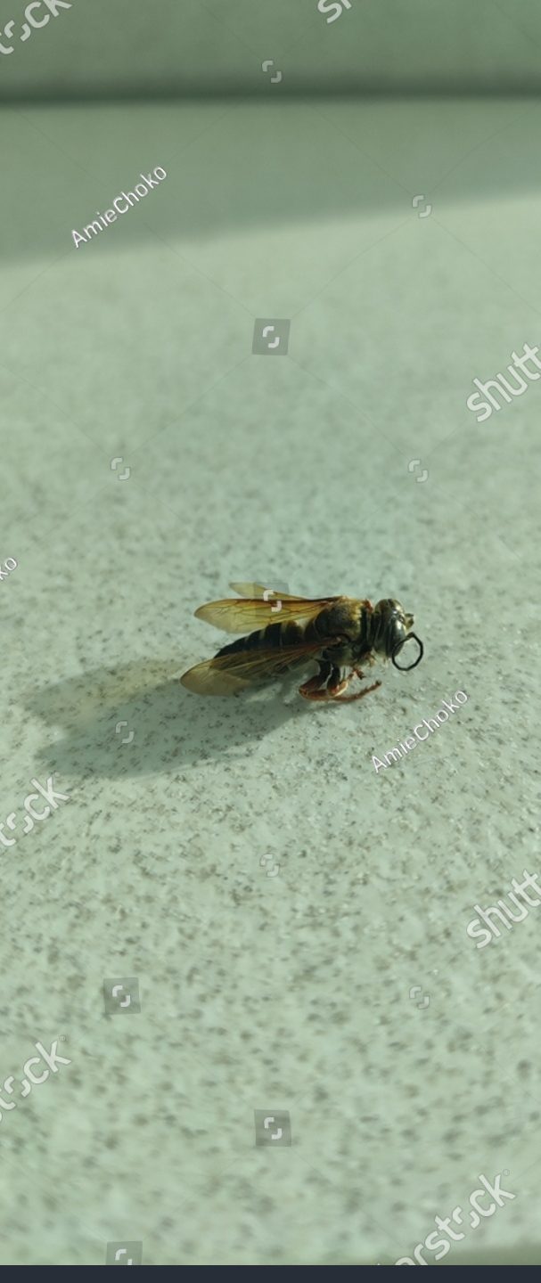 BEE BEE BAKRI 1 bee bee bakri